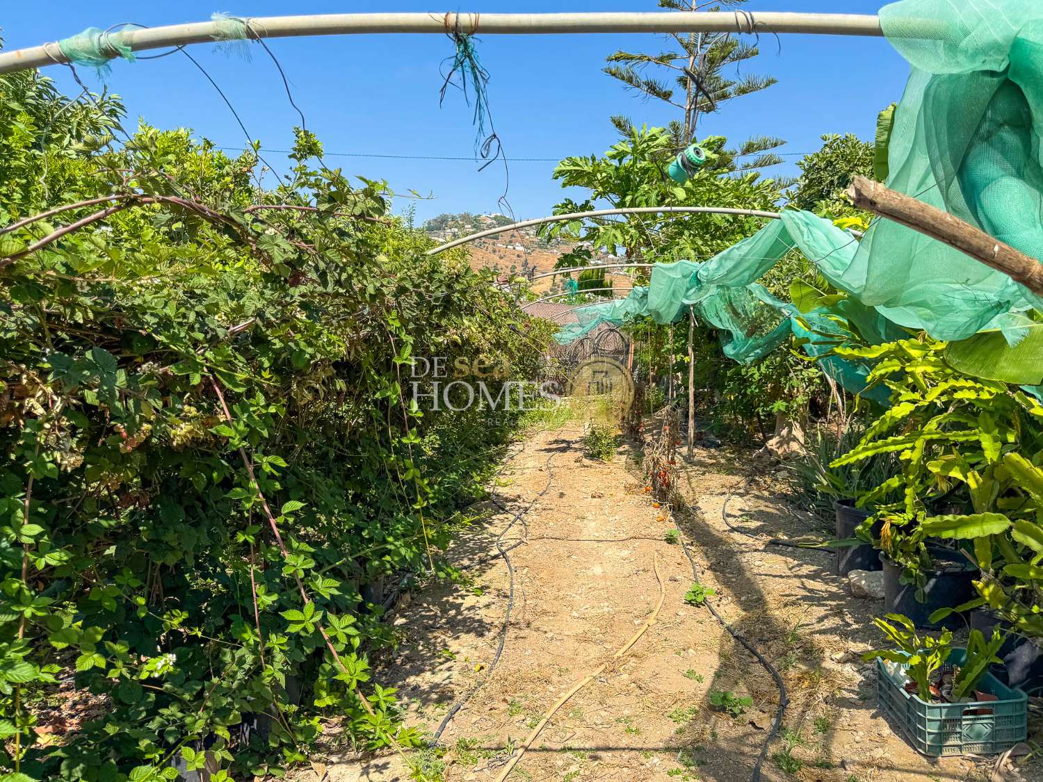 Landhaus mit Swimmingpool und Obstbäumen nur 1 km vom Zentrum von Nerja entfernt